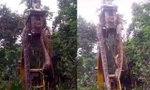 Rắn khổng lồ được cho là "lớn nhất thế giới" phải dùng cần cẩu nhấc lên.