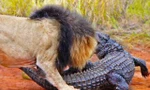 Sư tử tấn công cá sấu.