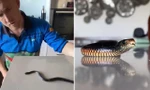 Clip sốc: Rắn 'chết' đầu bẹp rúm bất ngờ sống lại khi thợ bắt rắn nắm đuôi