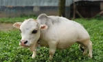 Chú bò Rani tí hon nổi tiếng ở Banglades.