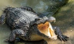 Một loài cá sấu tiền sử khổng lồ dài tới 7m từng thống trị các dòng sông ở Australia 