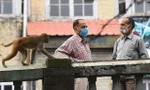 Khỉ trộm cướp đang là vấn đề khiến giới chức New Delhi đau đầu