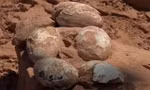 Bí mật bất ngờ từ ổ trứng hóa thạch 'khủng' bị chôn vùi 60 triệu năm trước
