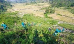 Chiến dịch 'góp lá vá rừng': Trồng thêm 12.000 cây cho vùng Tây Bắc