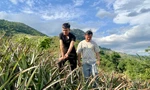 Xã vùng đang cao vươn mình thoát nghèo từ cây dứa