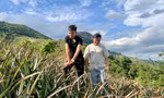 Xã vùng đang cao vươn mình thoát nghèo từ cây dứa