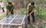 Lực lượng chức năng thả 17 con kỳ đà vân về với tự nhiên