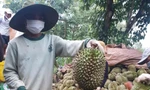 Nông dân huyện Krông Pắk thu hoạch sầu riêng