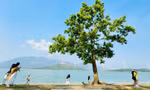 Đến Quảng Trị, chữa lành tâm hồn bên… 'cây cô đơn' 