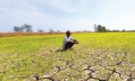 Hơn 10.000 ha cây trồng nguy cơ gặp hạn hán, thiếu nước
