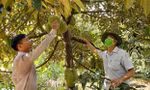 Thu hoạch, vận chuyển sầu riêng ở ĐBSCL. ẢNH: CK