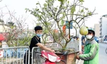 Dân Hà Thành trưng cả cây bưởi thay vì chỉ mua hoa cân như xưa