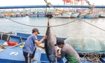 Bình Định: Hàng nghìn ngư dân vươn khơi bám biển xuyên Tết