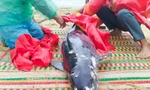 Xác cá voi nặng hơn 100kg đầy thương tích trôi dạt vào bờ biển Bình Định
