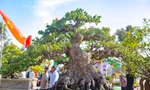 Hàng trăm gốc bonsai độc lạ quy tụ về phố huyện trung du Bình Định