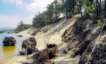 Biển xâm thực mạnh, nhiều cây dương chục năm tuổi bị xói đổ nằm trơ gốc