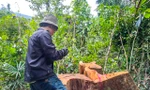 Cận cảnh hiện trường loạt cây gỗ đường kính lớn bị cưa xẻ nằm ngổn ngang ở Vân Canh