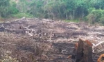 Hơn 5.000m2 rừng phòng hộ ở Bình Định bị chặt phá