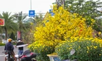 Mai vàng khoe sắc, hoa Tết xuống phố biển Quy Nhơn