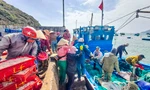 Ngư dân Bình Định 'hốt lộc' đầu năm