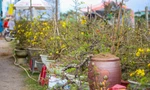 Vắng khách, các chủ vườn ở 'thủ phủ' mai vàng miền Trung rao cây trên mạng xã hội