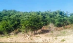 Đã thu hồi 138ha đất rừng phòng hộ cấp sai cho gia đình nguyên bí thư huyện ở Bình Định
