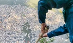 Cá trong hồ Bàu Sen ở Quy Nhơn bất ngờ chết hàng loạt