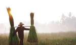 Rộn ràng mùa thu hoạch cói, người dân xuống ruộng từ lúc mặt trời vừa ló rạng