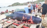 Xác cá voi 2 tạ trôi vào bãi biển Quy Nhơn