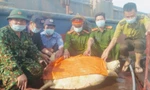 Thả cá thể rùa quý hiếm nặng hơn 80kg về biển
