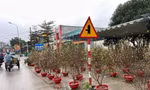 Ngày 30 Tết, đào quất vẫn ngập tràn, tiểu thương lo lỗ vốn