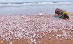 Hà Tĩnh: Ngư dân thu tiền triệu nhờ trúng đậm ngao tím 'bỗng dưng' dạt vào bờ