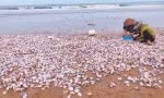 Hà Tĩnh: Ngư dân thu tiền triệu nhờ trúng đậm ngao tím 'bỗng dưng' dạt vào bờ