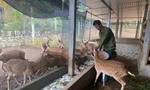 Mô hình nuôi hươu mỗi năm thu tiền tỉ của Bí thư Đoàn ở Hà Tĩnh