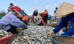 Ngư dân Hà Tĩnh trúng 'lộc trời', quăng mẻ lưới thu hàng chục triệu đồng