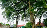 Bộ rễ cây đa cổ thụ tạo hình cổng làng độc đáo