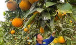 'Thủ phủ cam' chín vàng rực cả khu đồi, người dân 'ém hàng' chờ Tết