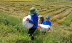 Thanh niên tình nguyện xuống đồng thu hoạch lúa giúp người dân