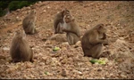 Tận thấy đàn khỉ quý hiếm ở vườn Quốc gia Vũ Quang