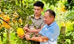 Bí quyết tiêu thụ bưởi để huyện miền núi Hà Tĩnh thu 500 tỷ, nhiều hộ thoát nghèo