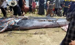 Phát hiện cá voi dài 7 mét trôi dạt vào bờ biển Hà Tĩnh