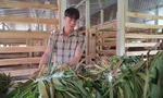 Về quê lập nghiệp, thủ lĩnh Đoàn xã mở trại nuôi hươu sao, thu 3 tỷ mỗi năm
