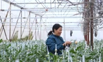 Nông dân ở Hà Tĩnh tất bật chăm hoa, chờ Tết đếm tiền