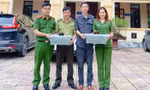Người dân giao nộp nhiều cá thể rùa quý hiếm