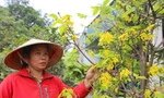 Mai Kỳ Nam nở sớm, dân thấp thỏm lo mất Tết