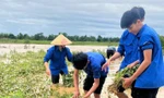 Thanh niên, bộ đội giúp người dân khắc phục sau trận lũ chưa từng có ở Hà Tĩnh