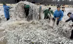 Vừa trúng đậm gần 1,5 tấn cá trích, tàu ngư dân bị sóng đánh lật 