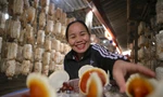 Người trồng nấm Hà Tĩnh tất bật vào vụ Tết