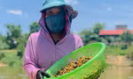 Ngâm mình hàng giờ cào hến trên sông Ngàn Phố