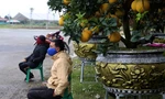 Rét đỉnh điểm, tiểu thương co ro bên hàng hoa, cây cảnh sốt ruột chờ khách